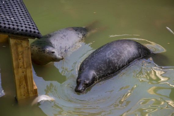 Young grey seals from Vaasa (light grey) and Kokkola (dark grey) in Wildlife Hospital