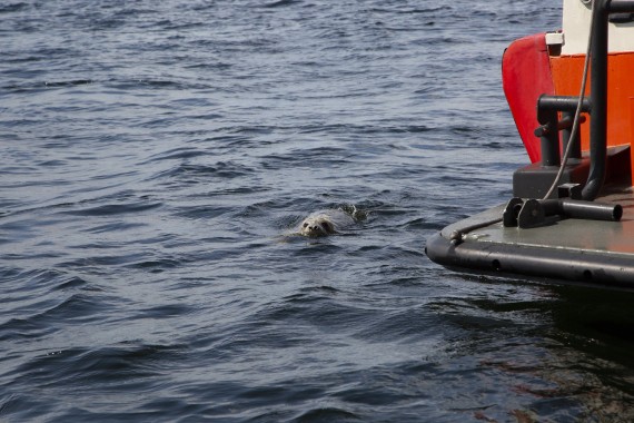 Young grey seal from Vaasa returns to the sea