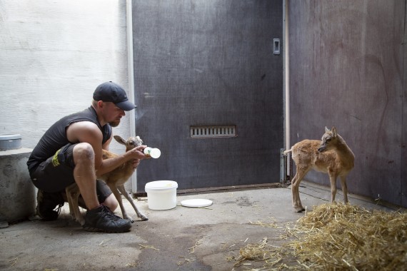 Bukhara urial lambkins being fed by the keeper