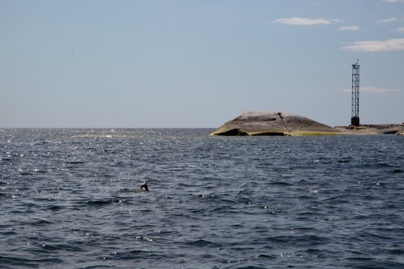 Young grey seal from Kokkola swimming towards the new home island