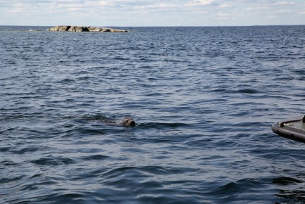 Young grey seal from Kokkola in the sea