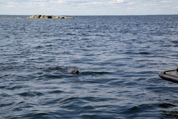 Young grey seal from Kokkola in the sea