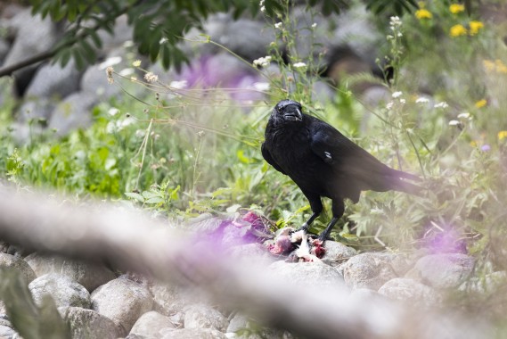 Raven (male)