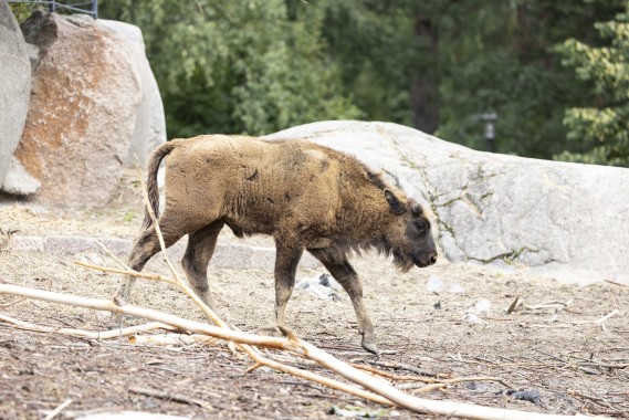 European bison calf (male)
