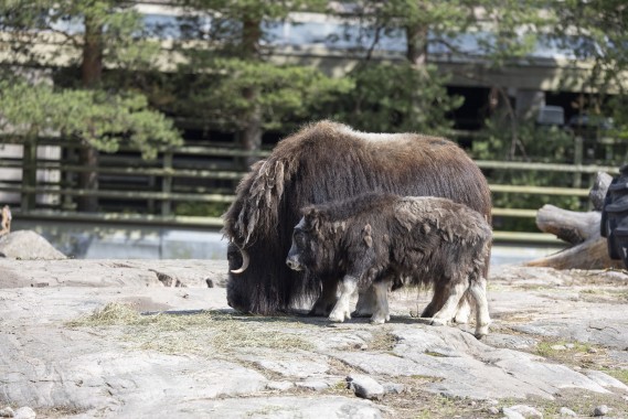 Musk ox calf (female) with mom