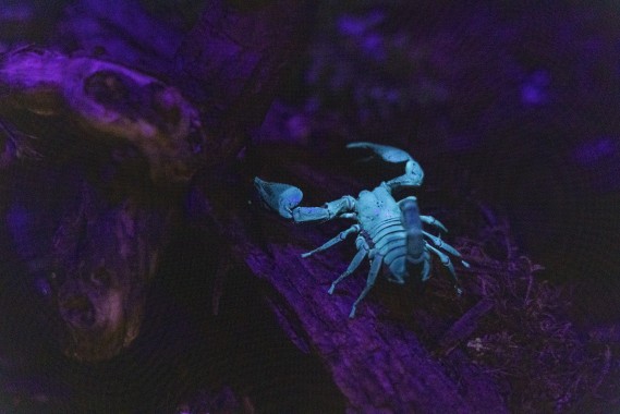 Malaysian forest scorpion under UV light