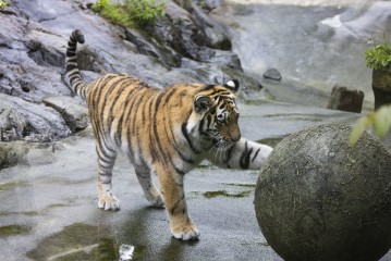 Amur tiger (11 months old) playing with a ball