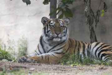 Amur tiger (11 months old)