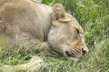 Asiatic lion sleeping