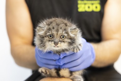 Pallas's cat kitten at vet check-up