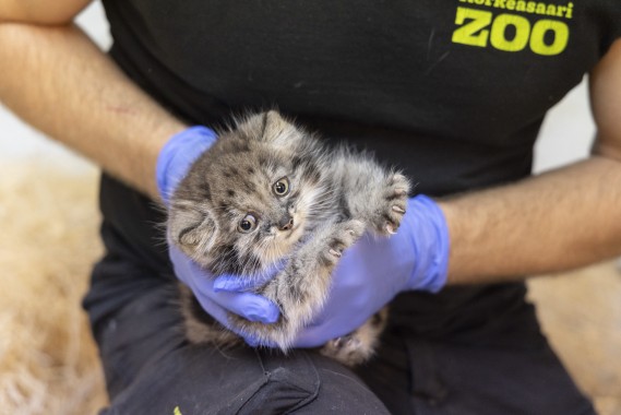 Pallas's cat kitten at vet check-up