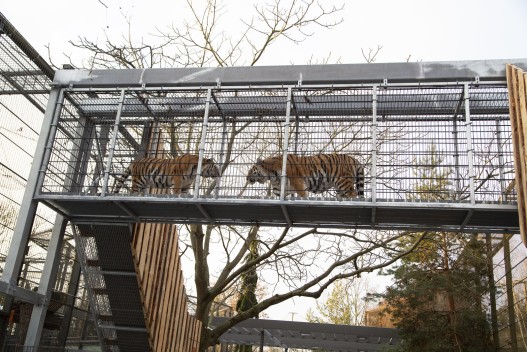 Sibiri on the tiger bridge for the first time