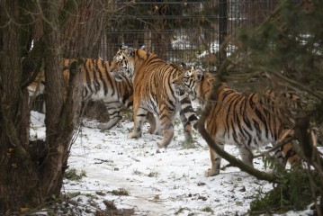 Sibiri and her cubs explore the new enclosure