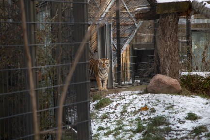 Tiger cub entering the new enclosure