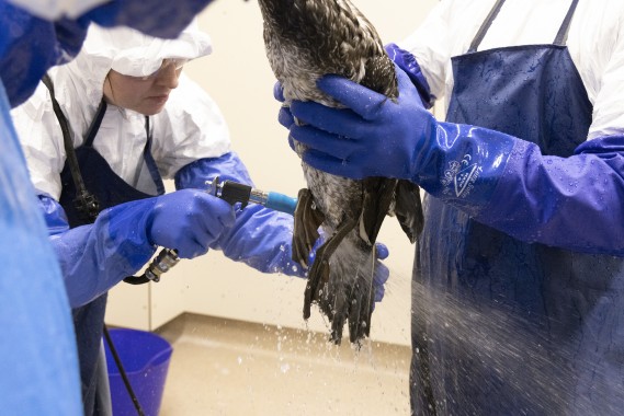Washing the northern gannet in Wildlife hospital