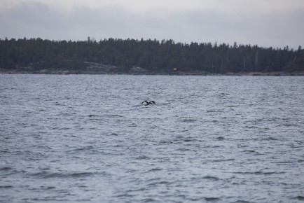 Northern gannet flying away