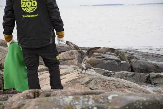 Returning the northern gannet back to the wild