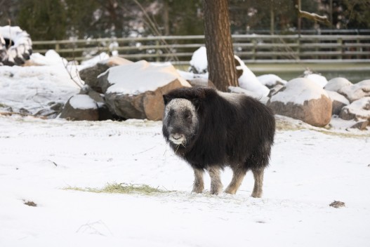Musk ox (young female)