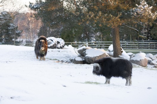Musk ox (female and young female)