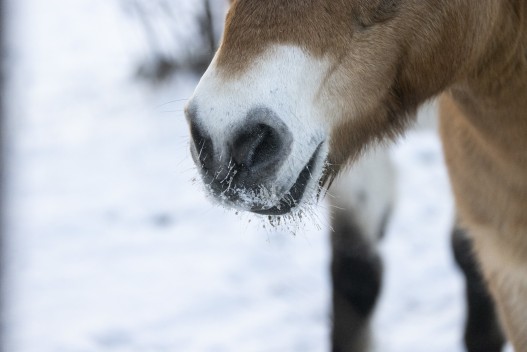 Przewalski's wild horse closeup