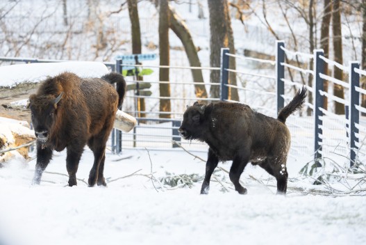Young European bisons playing