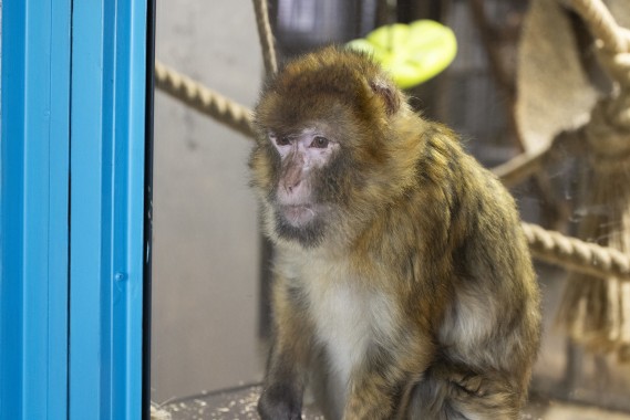 Barbary macaque (female)