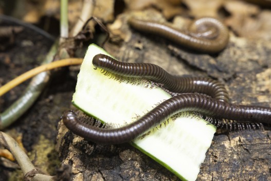 GIant African olive millipedes