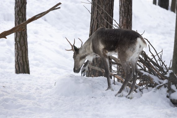 European forest reindeer searching food under snow