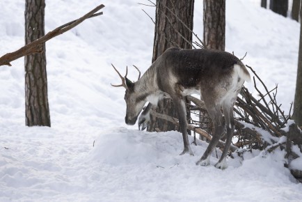 European forest reindeer searching food under snow