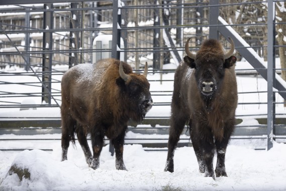 European bison (young male and young female)