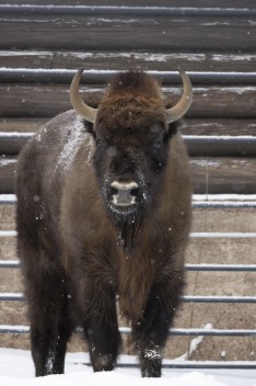 European bison (young female)