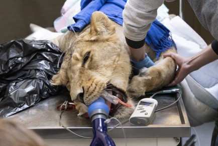 Asiatic lion at the dentist