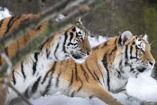 Amur tigers (female)