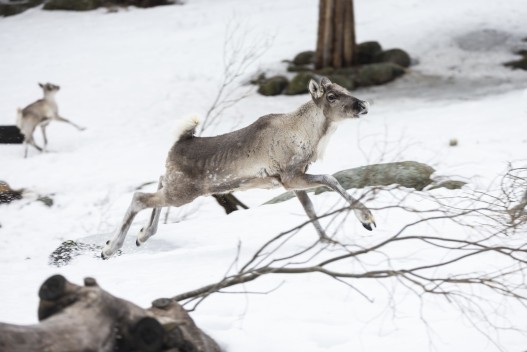 European forest reindeer (young male)