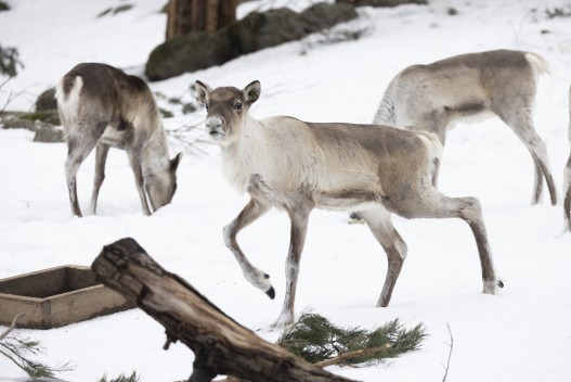 European forest reindeer (young males)