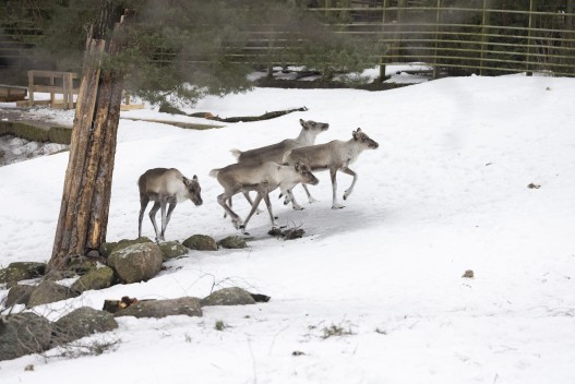 European forest reindeer (young males)