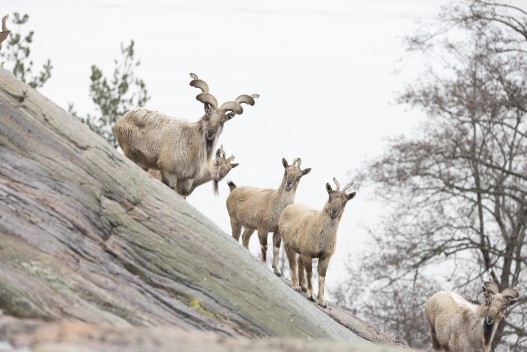 Markhor (male and females)