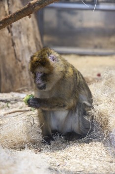 Barbary macaque (female) eating broccoli