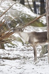 European forest reindeer (female)