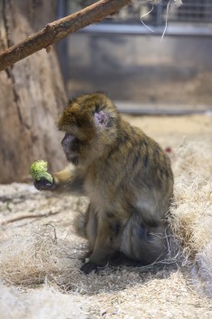 Barbary macaque (female) eating broccoli
