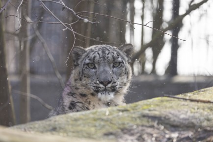 Snow leopard (female)