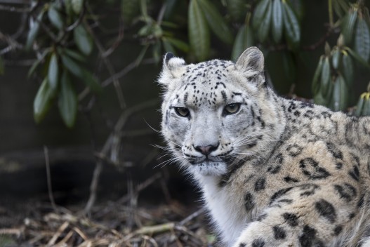 Snow leopard (female)