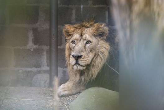 Asiatic lion (male)