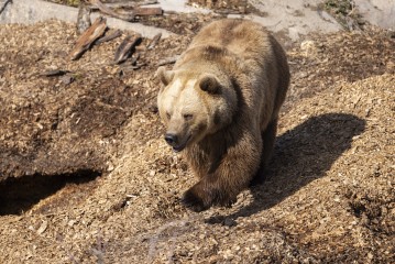 Brown bear (female)