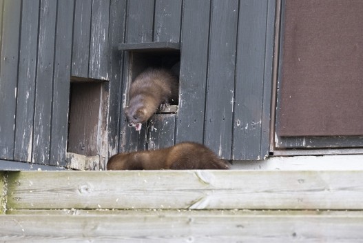 European minks (female and male) together