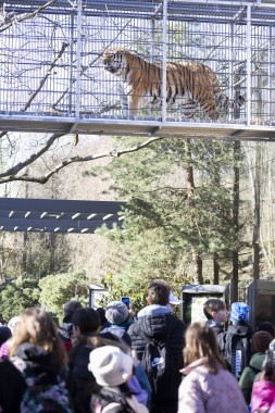 Amur tiger (male) on the tiger bridge