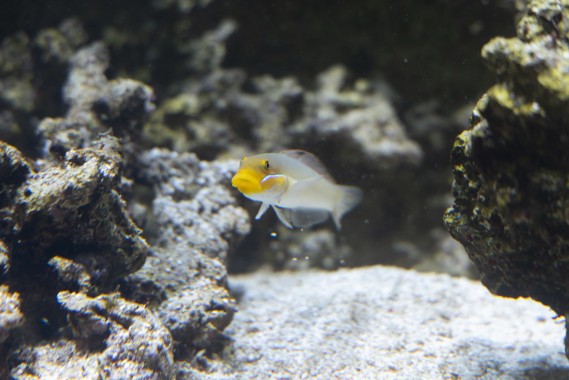 Blue band goby