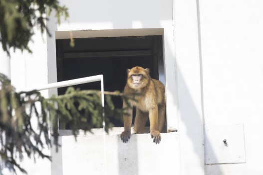 Barbary macaque (male)