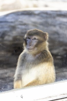 Barbary macaque (female)