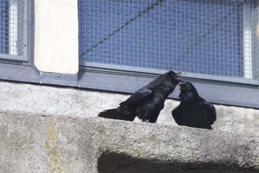 Common ravens